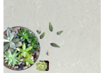 Đá nhân tạo Vicostone Grey Savoie BQ8446